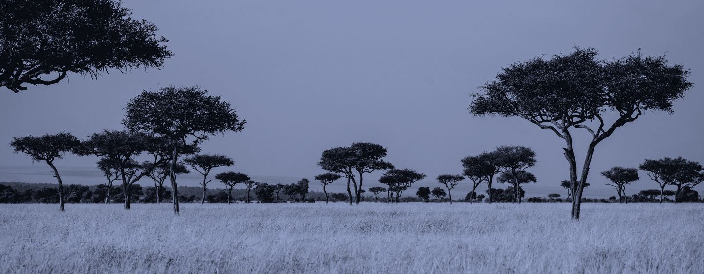 Dragon blood trees against a bright sky